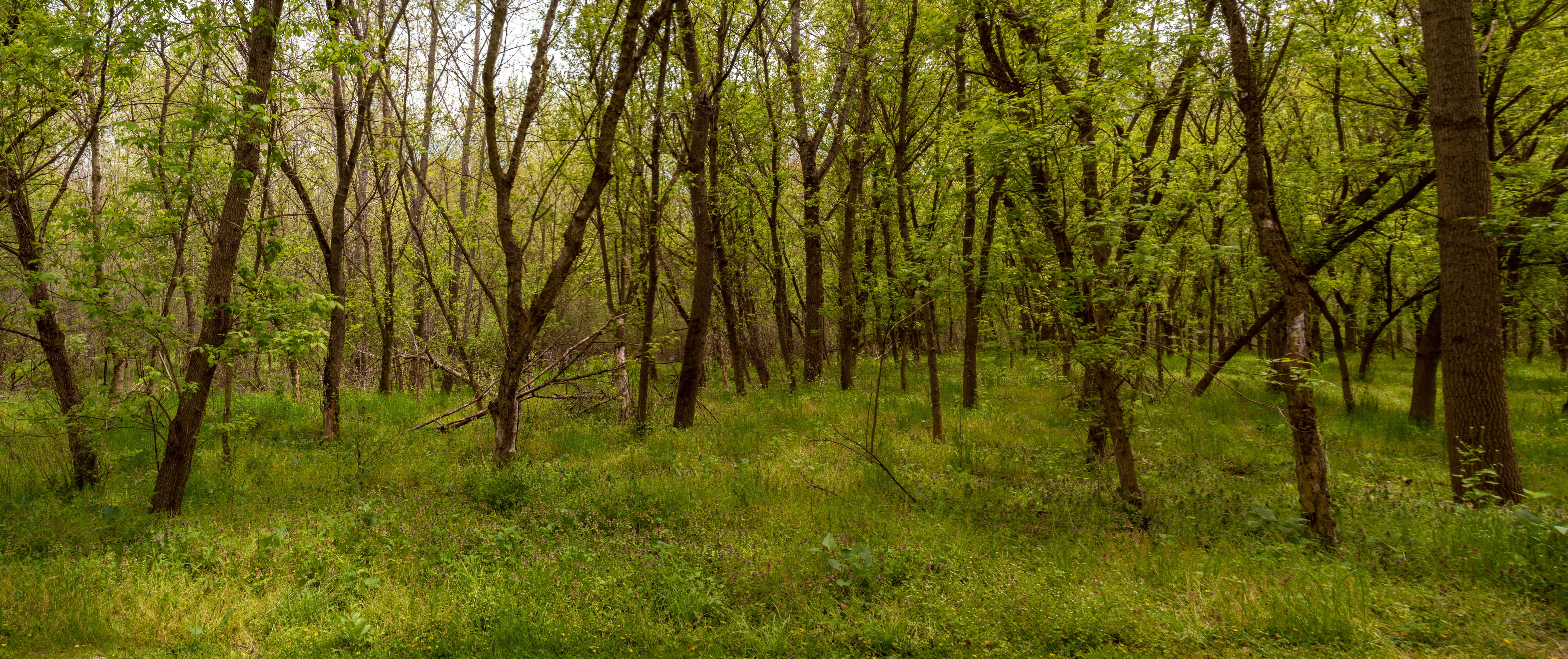 green grass field with trees